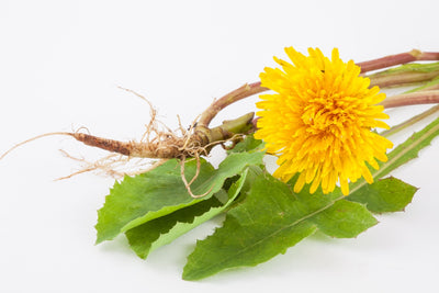 Wild Dandelion root extract 10:1