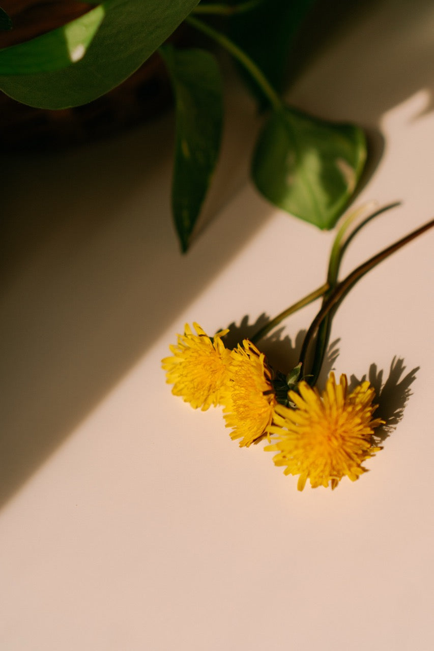 GUT-SUPPORTIVE PREBIOTIC FIBERS AND HERBS